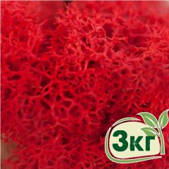 Стабилизированный мох ягель Nordic moss Красный 3 кг