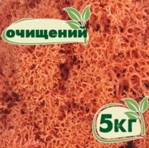 Очищенный стабилизированный мох ягель Nordic moss Сиена 5 кг