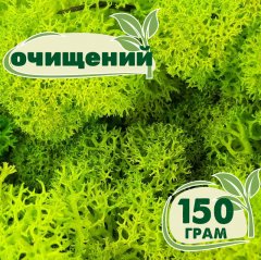 Очищенный стабилизированный мох ягель Nordic moss Зеленый весенний 150 грамм