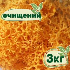 Очищенный стабилизированный мох ягель Nordic moss Желтый осенний 3 кг