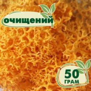 Очищенный стабилизированный мох ягель Nordic moss Желтый осенний 50 грамм