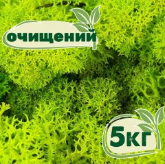 Очищенный стабилизированный мох ягель Nordic moss Зеленый весенний 5 кг