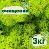 Очищенный стабилизированный мох ягель Nordic moss Зеленый весенний 3 кг
