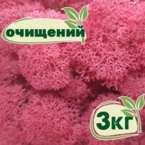 Очищенный стабилизированный мох ягель Nordic moss Цикламен 3 кг