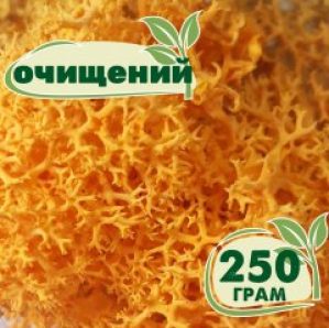 Очищенный стабилизированный мох ягель Nordic moss Желтый осенний 250 грамм