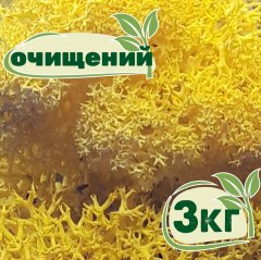 Очищенный стабилизированный мох ягель Nordic moss Желтый лимонный 3 кг