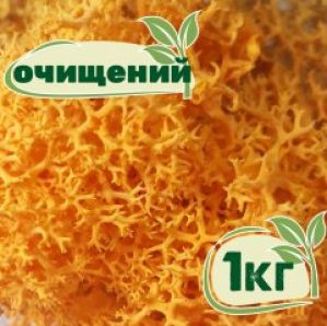 Очищенный стабилизированный мох ягель Nordic moss Желтый осенний 1 кг