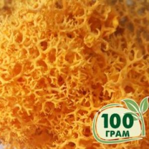 Стабилизированный мох ягель Nordic moss Желтый осенний 100 грамм