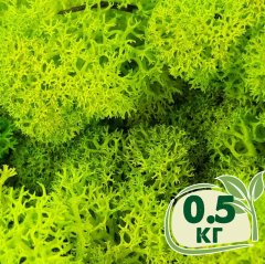 Стабилизированный мох ягель Nordic moss Зеленый весенний 0