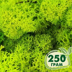 Стабилизированный мох ягель Nordic moss Зеленый весенний 250 грамм