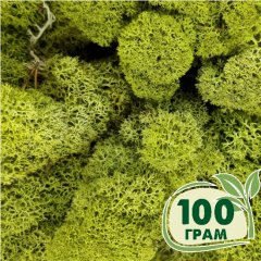 Стабилизированный мох ягель Nordic moss Зеленый светлый 100 грамм