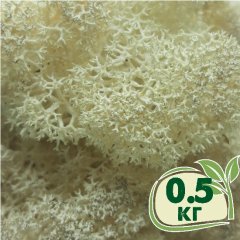 Стабилизированный мох ягель Nordic moss Натуральный белый 0