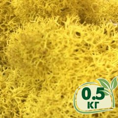 Стабилизированный мох ягель Nordic moss Желтый классический 0