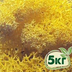 Стабилизированный мох ягель Nordic moss Желтый лимонный 5 кг