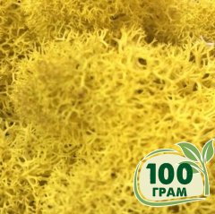 Стабилизированный мох ягель Nordic moss Желтый классический 100 грамм