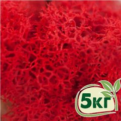 Стабилизированный мох ягель Nordic moss Красный 5 кг