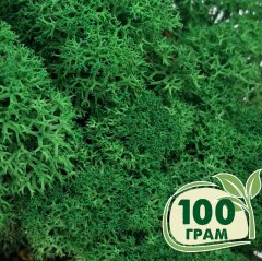 Стабилизированный мох ягель Nordic moss Зеленый травяной темный 100 грамм