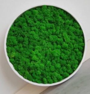 Картина из стабилизированного мха d 40 см