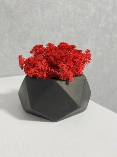 Стабилизированный красный мох в кашпо h 12 cm