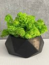 Мох в черном бетонном кашпо h 12 см