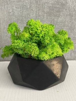 Мох в черном бетонном кашпо h 12 см