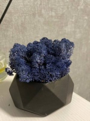 Мох синий в бетонном кашпо Concrete 12 cm