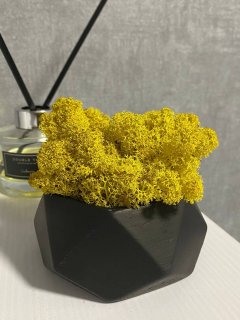 Стабилизированный желтый мох в кашпо h 12 cm
