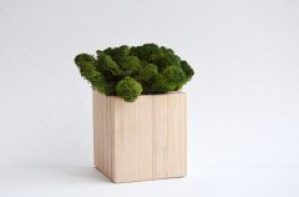 Светлый деревянный куб Etoile Flora с темно-зеленым стабилизированным мхом (TLIC/0554)