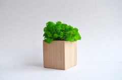 Светлый деревянный куб Etoile Flora с сочно-зеленым стабилизированным мхом (TLIC/0555)