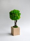 Дерево из стабилизированного сочно-зеленого мха в деревянном кашпо Etoile Flora (ТМ-1006-S)