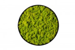 Стабилизированный ярко-зеленый мох Ягель в деревянной раме Etoile Flora 40 см (L-0693-1)