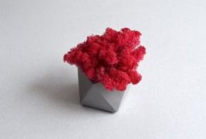 Стабилизированный мох фуксия в бетонном кашпо Etoile Flora (GLIC/0569)