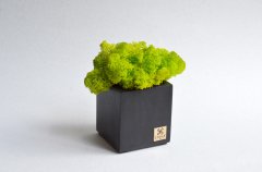 Бетонный куб Etoile Flora с сочно-зеленым стабилизированным мхом (BK55-1009)