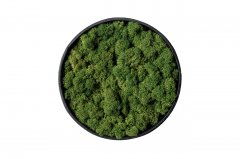 Стабилизированный темно-зеленый мох Ягель в деревянной раме 26 см Etoile Flora (L-0692-M)