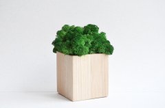 Светлый деревянный куб Etoile Flora с насыщенно-зеленым стабилизированным мхом (TLIC/0578)