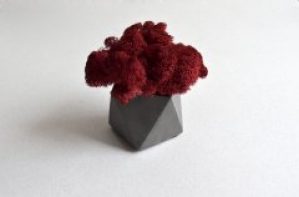 Стабилизированный мох бургунди в бетонном кашпо Etoile Flora (GLIC/0563)