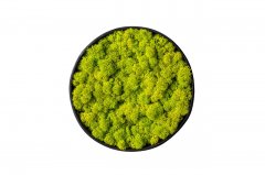 Стабилизированный сочно-зеленый мох Ягель в деревянной раме Etoile Flora 26 см (L-0693-2)