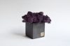 Бетонный куб Etoile Flora с стабилизированным мхом Эрика (BK53-1009)