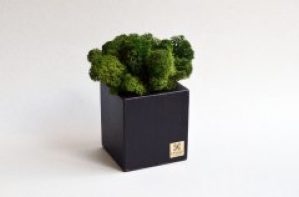 Темный деревянный куб с темно-зеленым мхом Etoile Flora (DTLIC/0554)