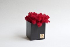 Бетонный куб Etoile Flora с красным стабилизированным мхом (BK57-1009)