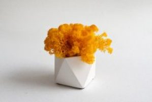 Стабилизированный мох желтый в белом кашпо Etoile Flora (WLIC/0560)