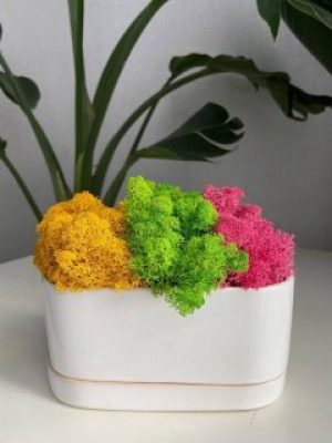 Стабілізований мох Ягель 60 грам жовтий