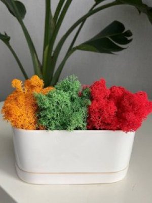 Стабілізований мох Ягель 60 грам мікс помаранчевий