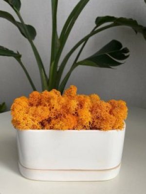 Стабілізований мох Ягель 20 грам помаранчевий