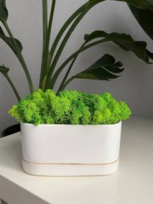 Стабілізований мох Ягель 20 грам салатовий