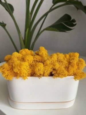 Стабілізований мох Ягель 20 грам жовтий