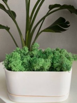 Стабілізований мох Ягель 20 грам зелений