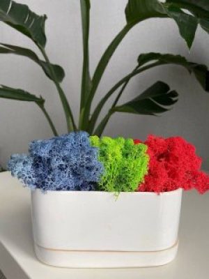 Стабілізований мох Ягель 60 грам синій