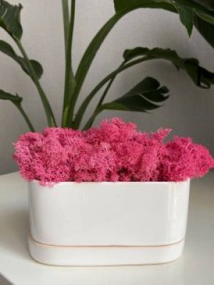 Стабілізований мох Ягель 20 грам малиновий