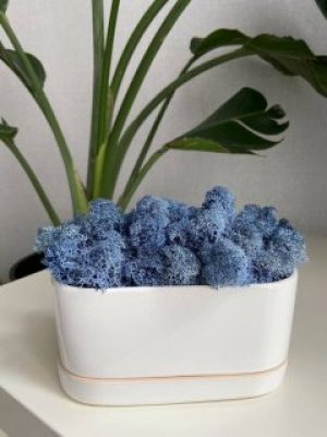 Стабілізований мох Ягель 20 грам синій